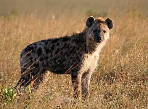 Қарттар мен жас қыздардың порно жинағы